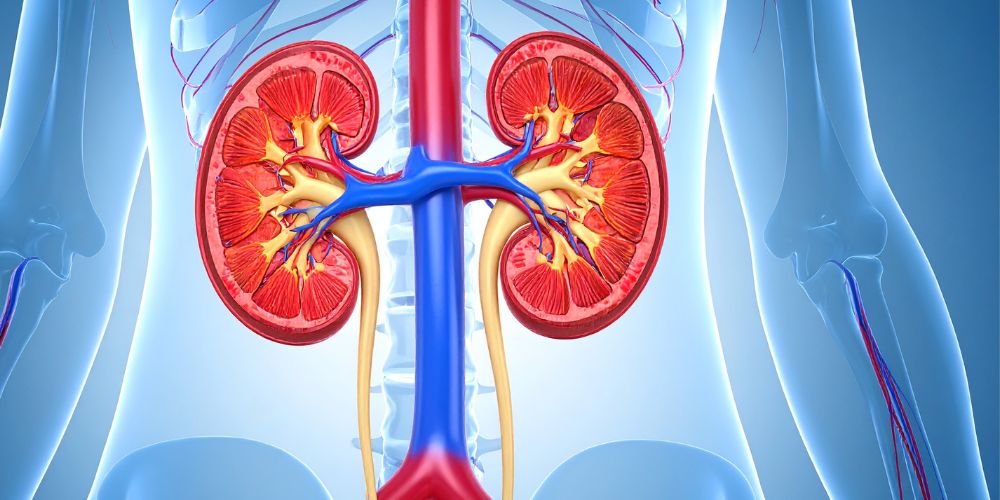Anatomical Illustration Human Kidney
