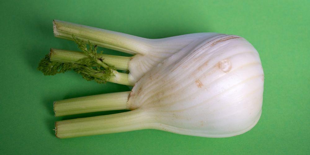 Florence Fennel Finocchio