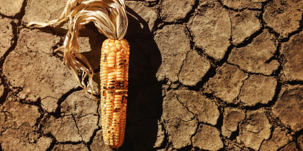 Food-Security-World-Food-Crisis_1.jpg