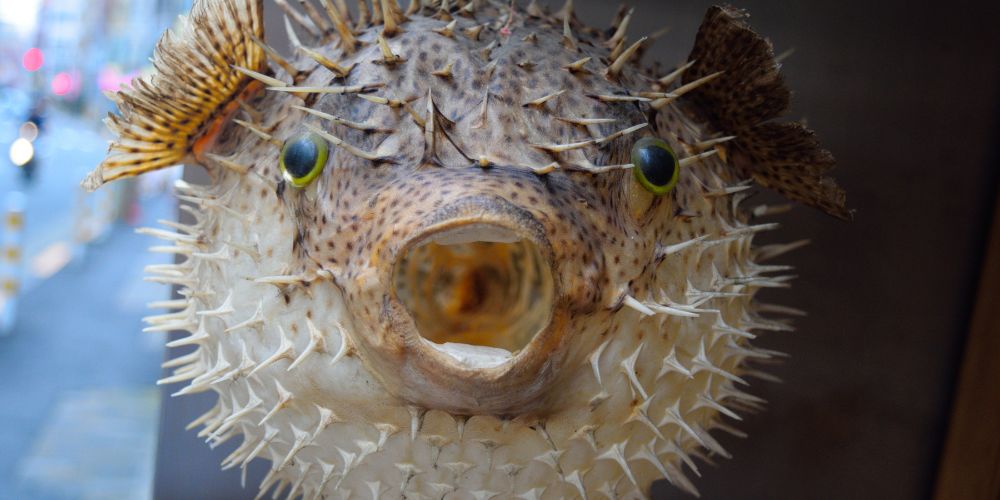 Fugu.jpg