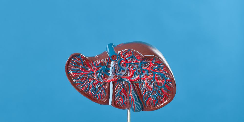 Human-Liver-Veins.jpg