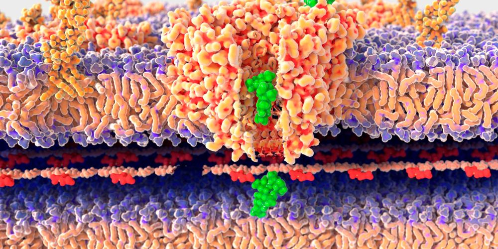 Molecular mechanisms inflammation