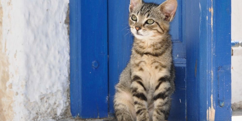 Stray Cat in Greece