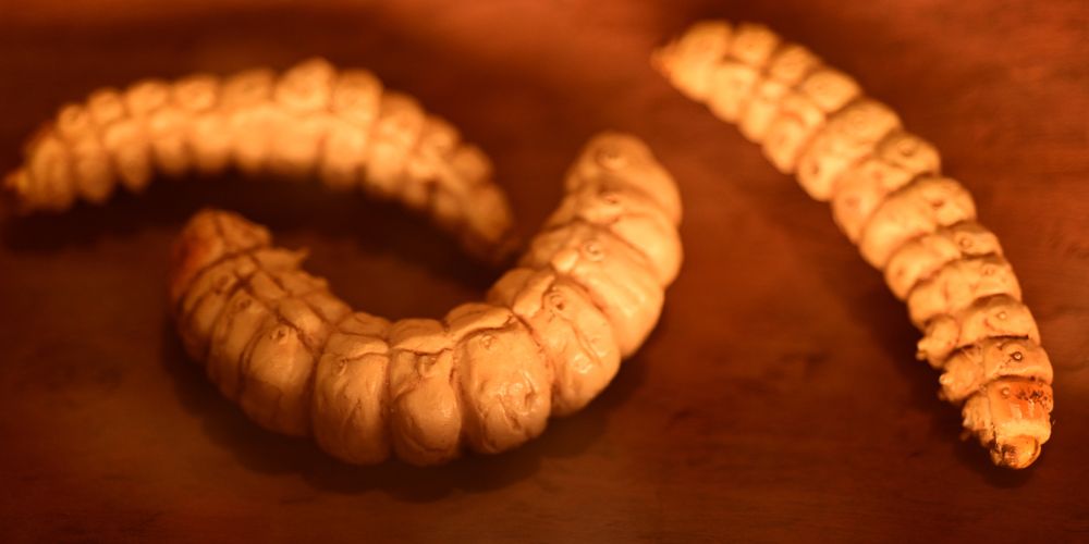 Witchetty-Grubs.jpg