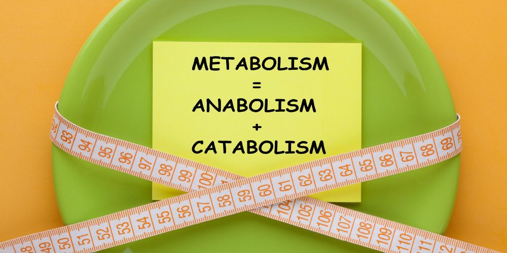 anabolism katabolism