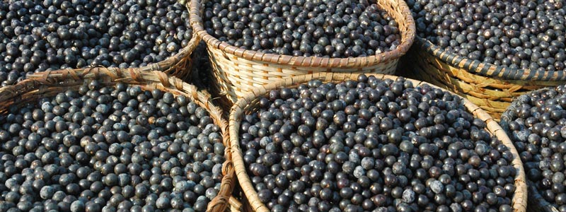 acai berries