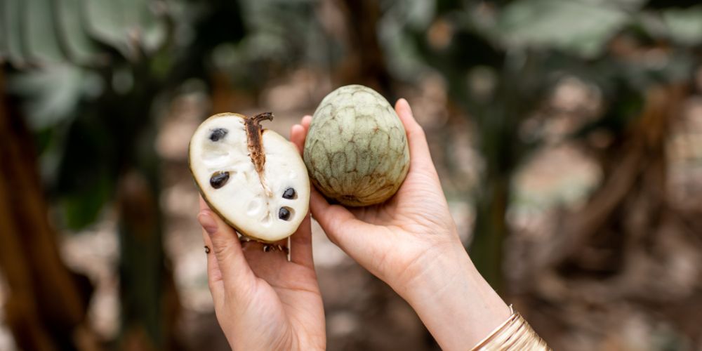 cherimoya