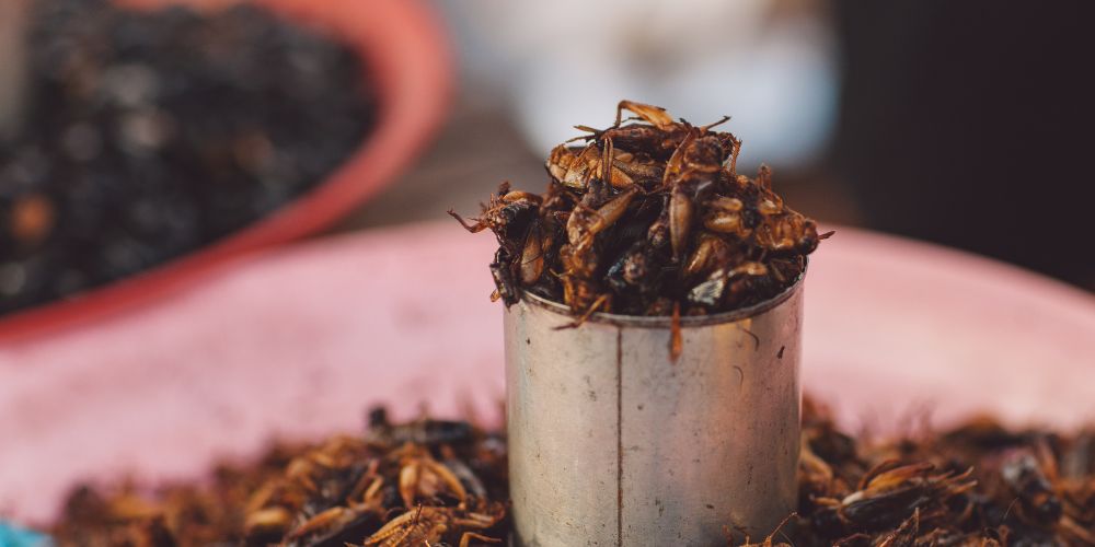 fried insects