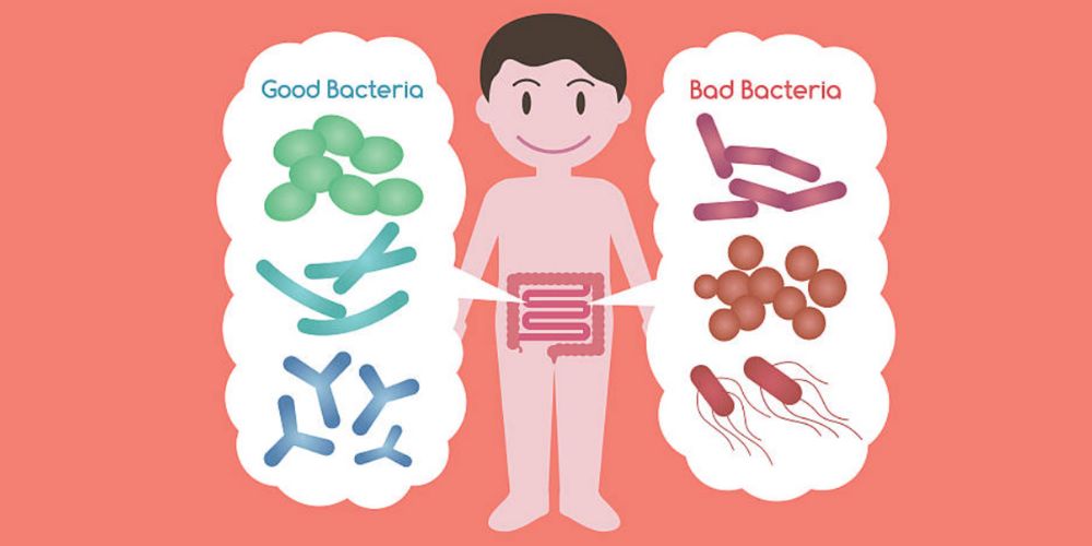 good bad bacteria