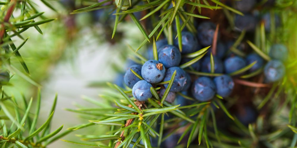 juniper grape