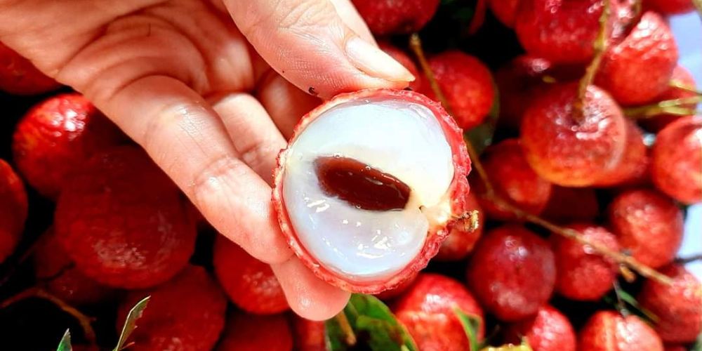 lychee diatrofi