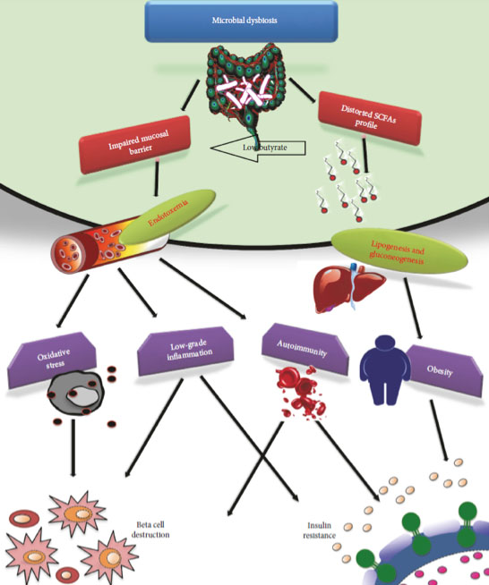 microbiome diabetes mixanismos