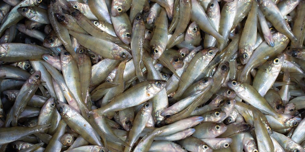 mikra psaria oikonomiki diatrofi