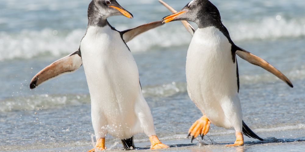 penguin antarctica