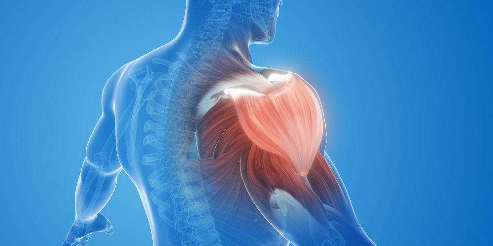 shoulder muscle