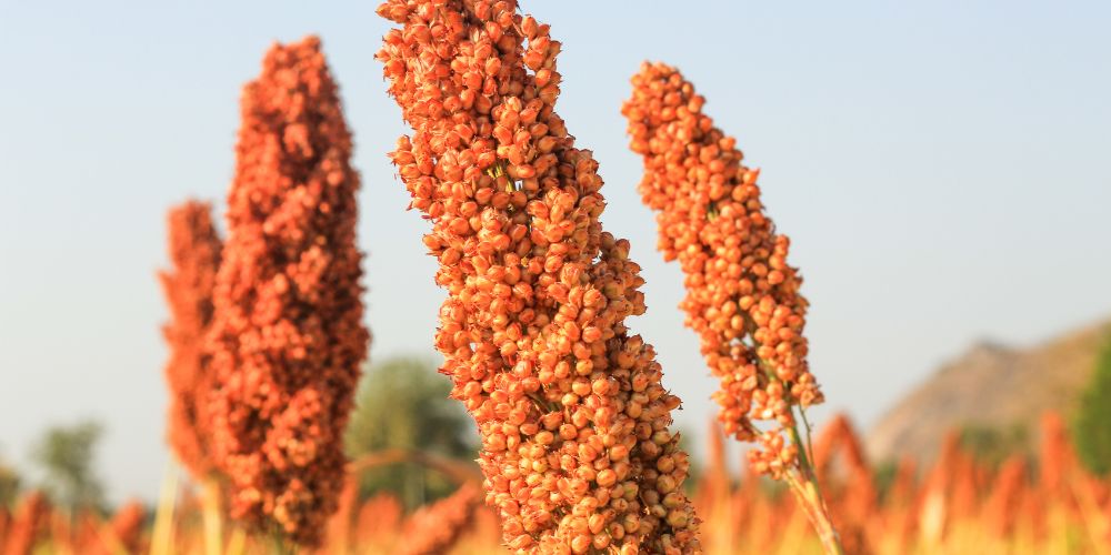 sorghum plant