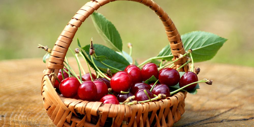 sour cherry basket