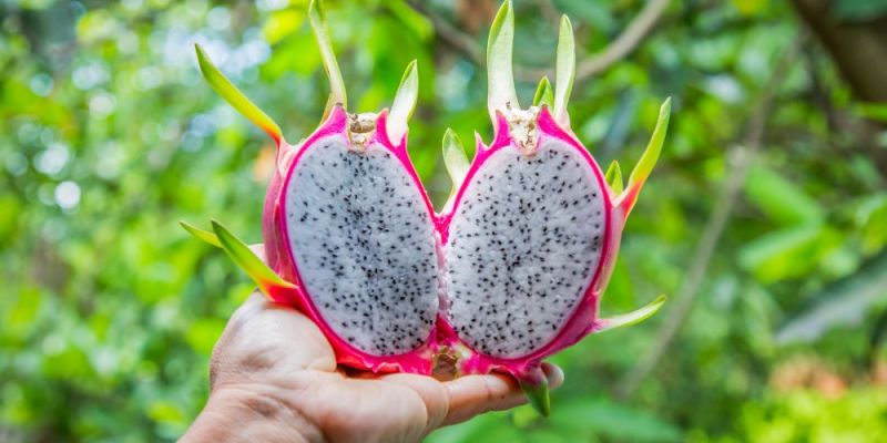 dragon fruit