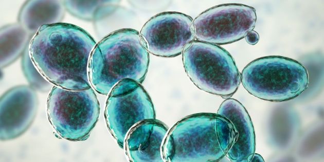 epidrasi ton proviotikon stin artiriaki piesi