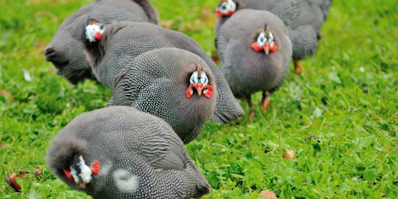 &Phi;&rho;&alpha;&gamma;&kappa;ό&kappa;&omicron;&tau;&alpha;&hellip;&eta; &pi;&lambda;&omicron;ύ&sigma;&iota;&alpha; &kappa;ό&tau;&alpha;