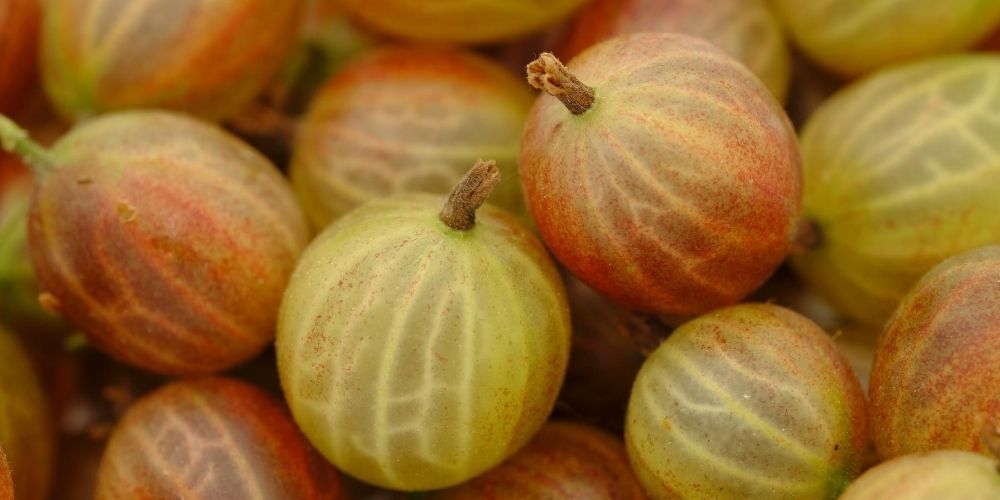 Φραγκοστάφυλο (gooseberry): Γιατί χαρατκτηρίζεται «superfood»;