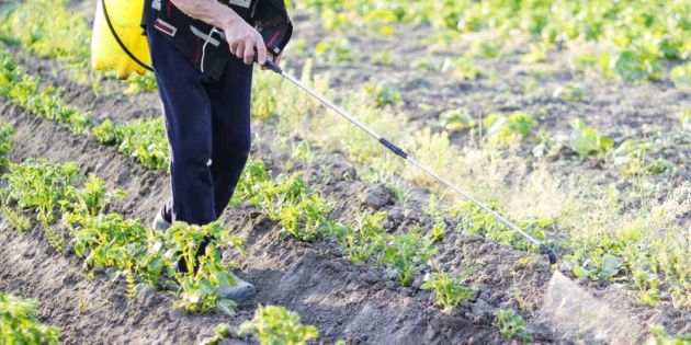&Phi;&upsilon;&tau;&omicron;&phi;ά&rho;&mu;&alpha;&kappa;&alpha; &sigma;&epsilon; &phi;&rho;&omicron;ύ&tau;&alpha; &kappa;&alpha;&iota; &lambda;&alpha;&chi;&alpha;&nu;&iota;&kappa;ά