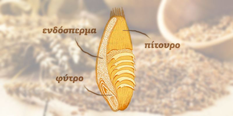 &Gamma;&iota;&alpha;&tau;ί &nu;&alpha; &epsilon;&nu;&tau;ά&xi;&epsilon;&tau;&epsilon; &tau;&alpha; &delta;&eta;&mu;&eta;&tau;&rho;&iota;&alpha;&kappa;ά &sigma;&tau;&eta; &delta;&iota;&alpha;&tau;&rho;&omicron;&phi;ή &sigma;&alpha;&sigmaf;;