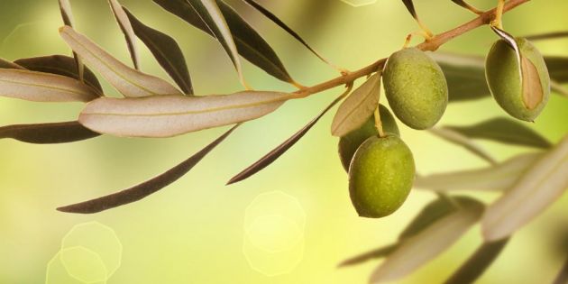 &Gamma;&iota;&alpha;&tau;ί &nu;&alpha; &chi;&rho;&eta;&sigma;&iota;&mu;&omicron;&pi;&omicron;&iota;&omicron;ύ&mu;&epsilon; &epsilon;&lambda;&alpha;&iota;ό&lambda;&alpha;&delta;&omicron; &sigma;&tau;&omicron; &tau;&eta;&gamma;ά&nu;&iota;&sigma;&mu;&alpha;;