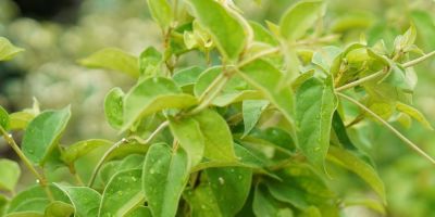 gymnema sylvestre borei na apotelesei yposxomeni sympliromatiki therapeia se diaviti typou 2