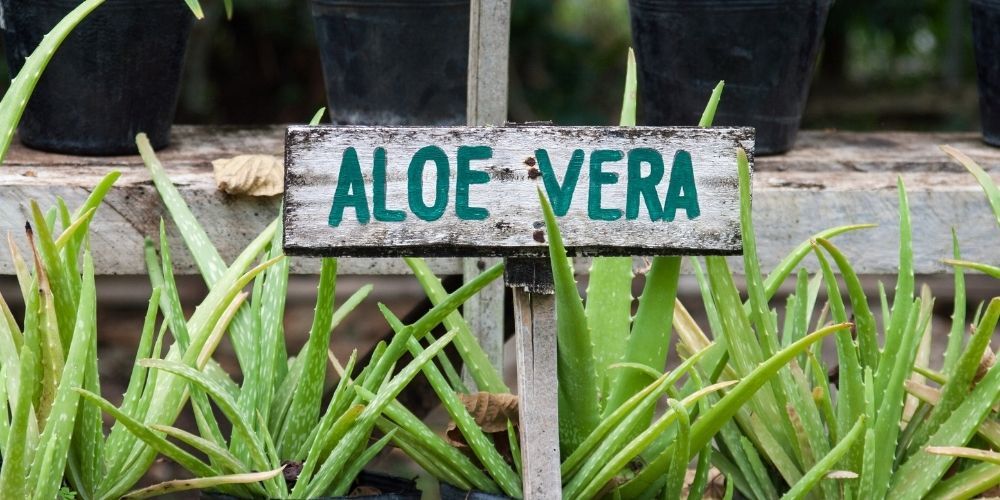 aloe vera