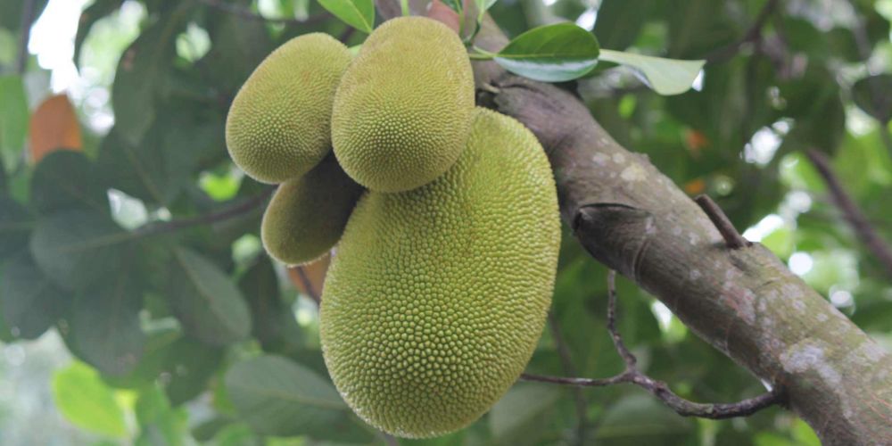 jackfruit