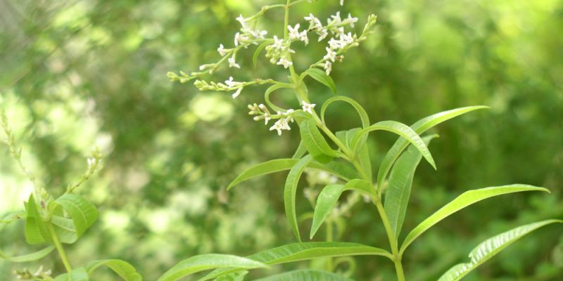 &Lambda;&omicron;&upsilon;ί&zeta;&alpha;, &eta; &lambda;&iota;&pi;&omicron;&delta;&iota;&alpha;&lambda;&upsilon;&tau;&iota;&kappa;ή