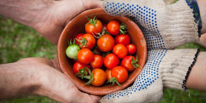 lykopenio ntomates