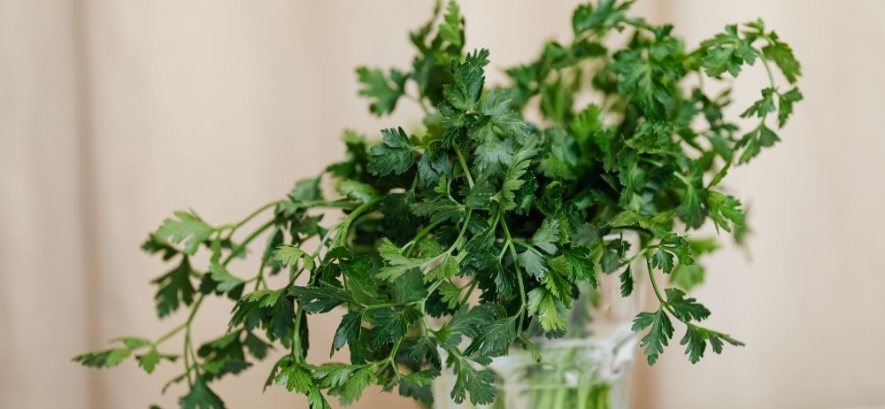 parsley