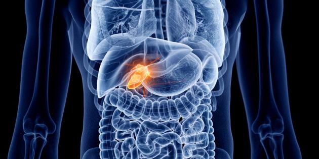 &Omicron; &rho;ό&lambda;&omicron;&sigmaf; &tau;&eta;&sigmaf; &delta;&iota;&alpha;&tau;&rho;&omicron;&phi;ή&sigmaf; &sigma;&tau;&eta; &chi;&omicron;&lambda;&omicron;&lambda;&iota;&theta;ί&alpha;&sigma;&eta;