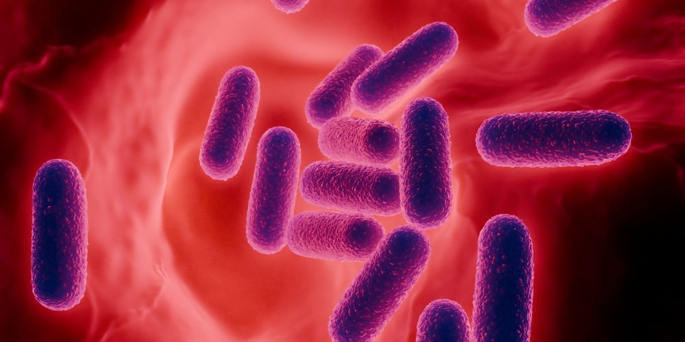 o rolos tou enterikoy mikroviomatos sti diatrofiki epirroi tis karkinogenesis