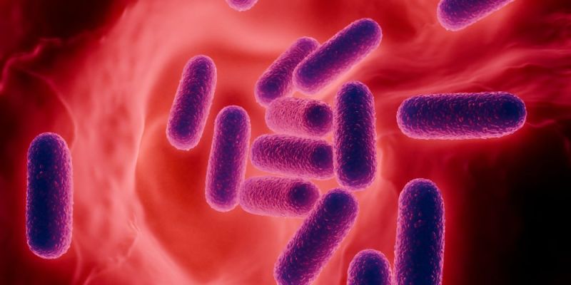 o rolos tou enterikoy mikroviomatos sti diatrofiki epirroi tis karkinogenesis