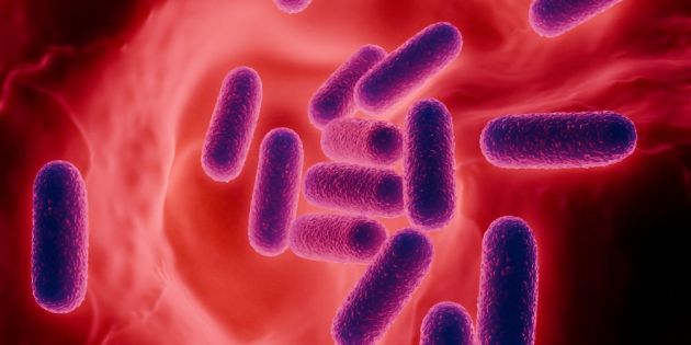 o rolos tou enterikoy mikroviomatos sti diatrofiki epirroi tis karkinogenesis