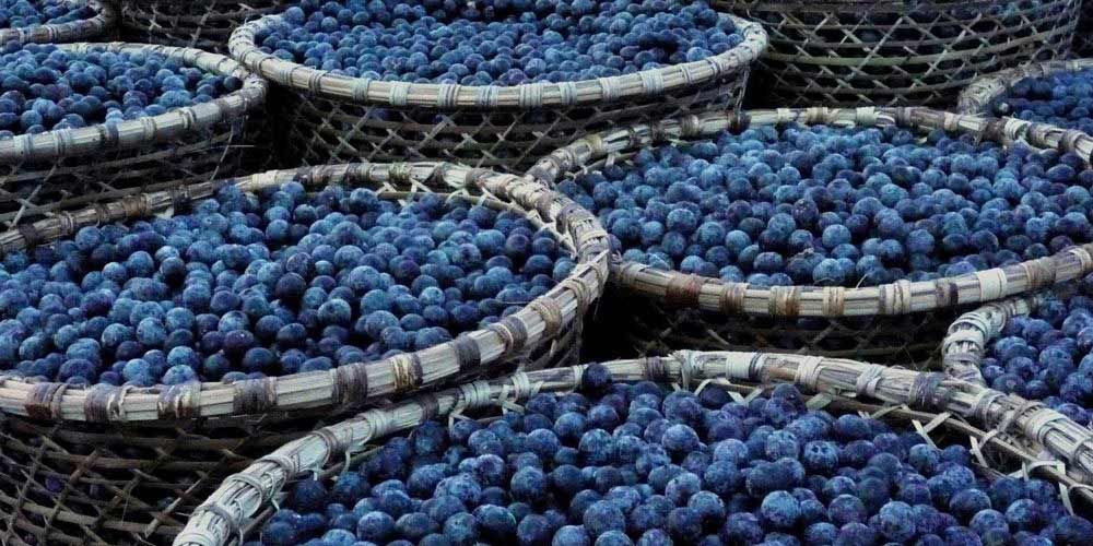 Οι...κρυφές χάρες των acai berries