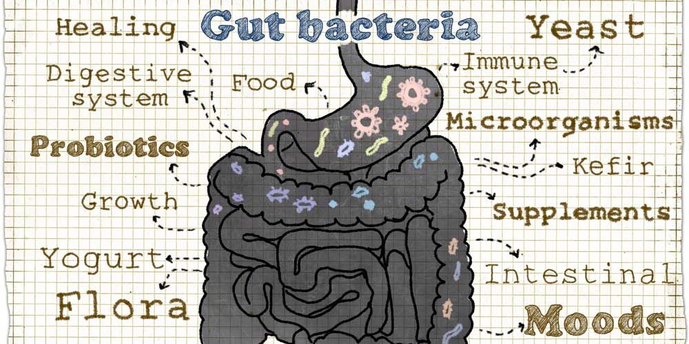 Πώς σχετίζεται το εντερικό μικροβίωμα με τη διατροφή;