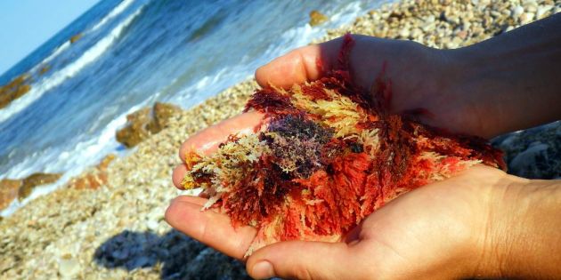 red mineral algae