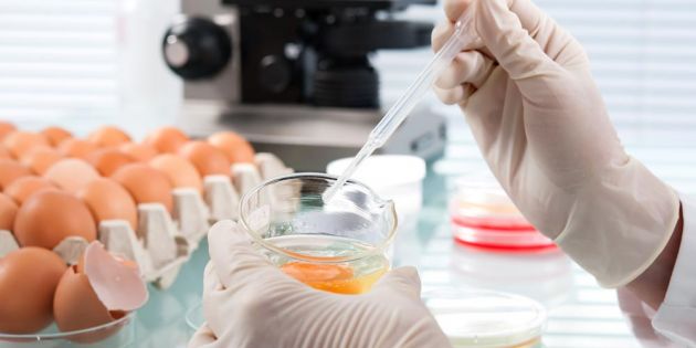 &Sigma;&alpha;&lambda;&mu;&omicron;&nu;έ&lambda;&alpha; (Salmonella): &Omicron; &epsilon;&pi;ί&mu;&omicron;&nu;&omicron;&sigmaf; &epsilon;&chi;&theta;&rho;ό&sigmaf;