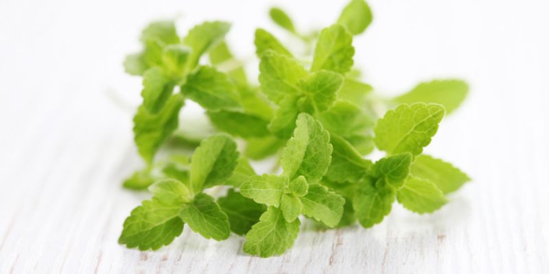 &Sigma;&tau;έ&beta;&iota;&alpha; - &Pi;&alpha;&rho;ά&pi;&lambda;&epsilon;&upsilon;&rho;&alpha; ...&omicron;&phi;έ&lambda;&eta;