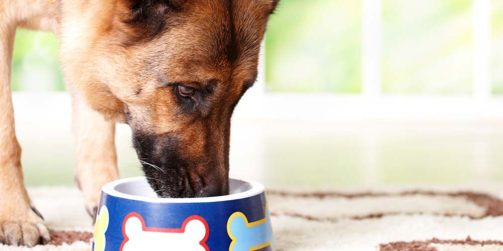 Τα οφέλη μιας ισορροπημένης σκυλο-διατροφής