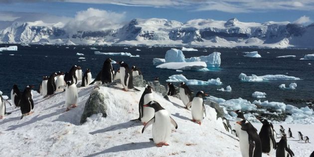 faghto stin antarktiki