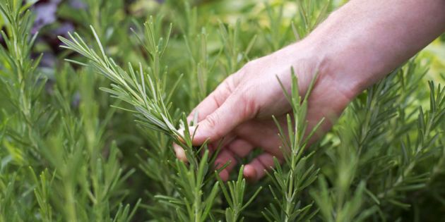 &Tau;&omicron; &theta;&alpha;&upsilon;&mu;&alpha;&tau;&omicron;&upsilon;&rho;&gamma;ό &delta;&epsilon;&nu;&tau;&rho;&omicron;&lambda;ί&beta;&alpha;&nu;&omicron;