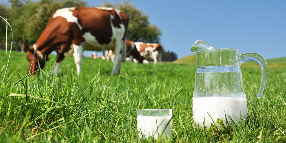 Τροφικές αλλεργίες στο αγελαδινό γάλα | medΝutrition